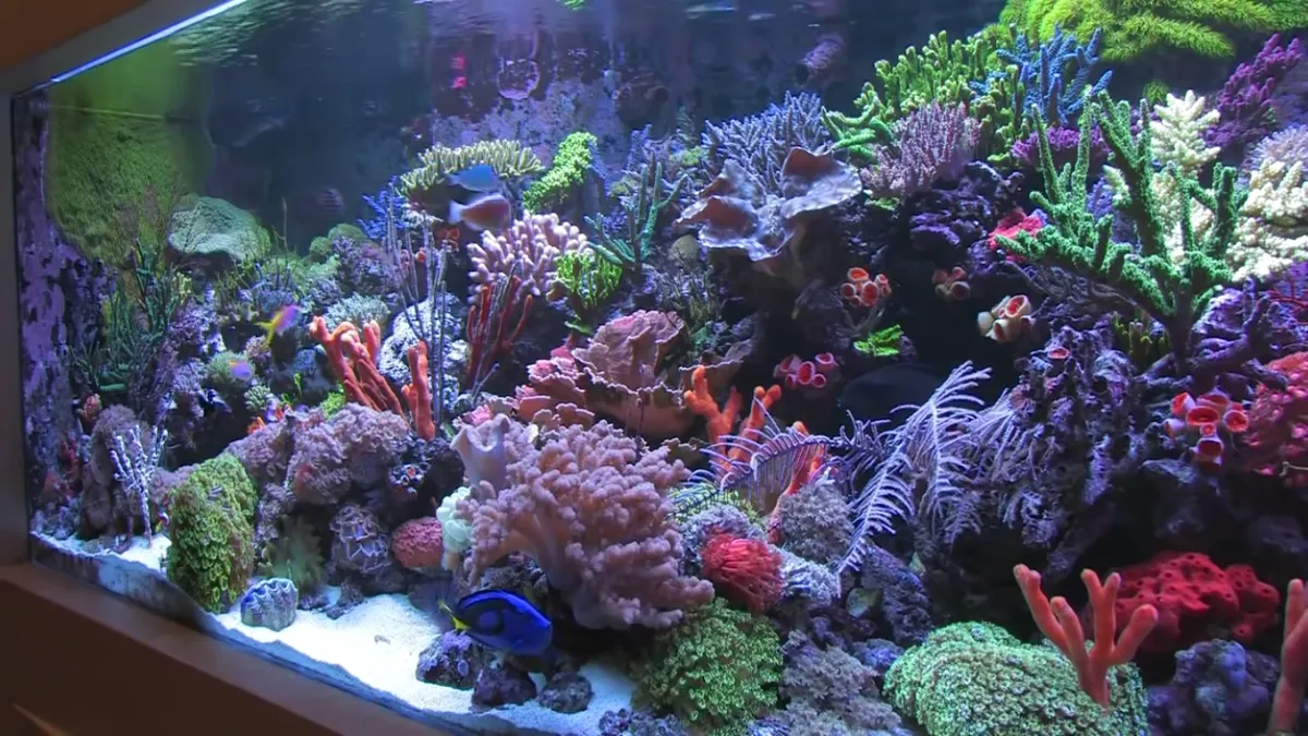 Corals Unlimited — The Maine Field Guide