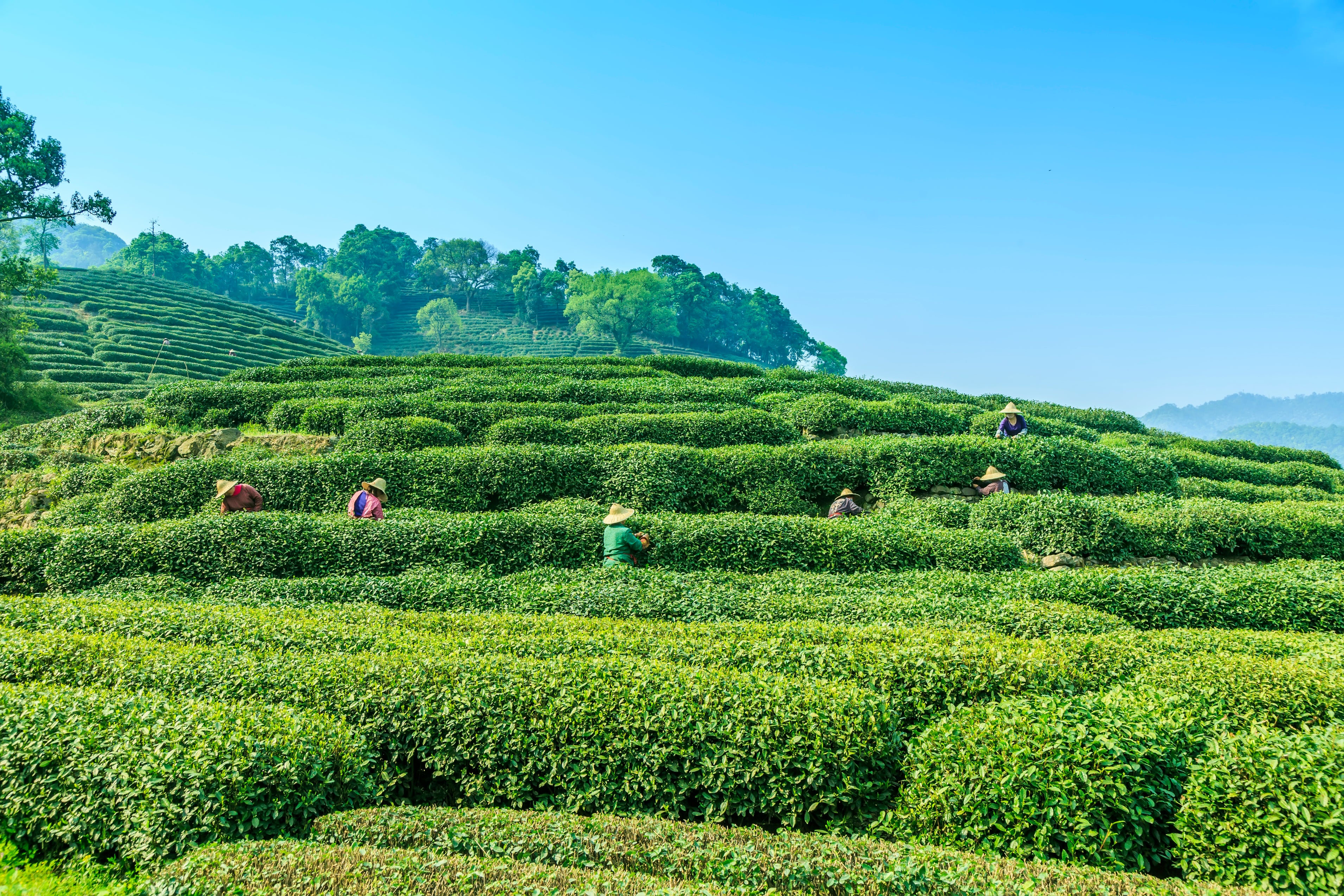 Cushla Tea — The Maine Field Guide