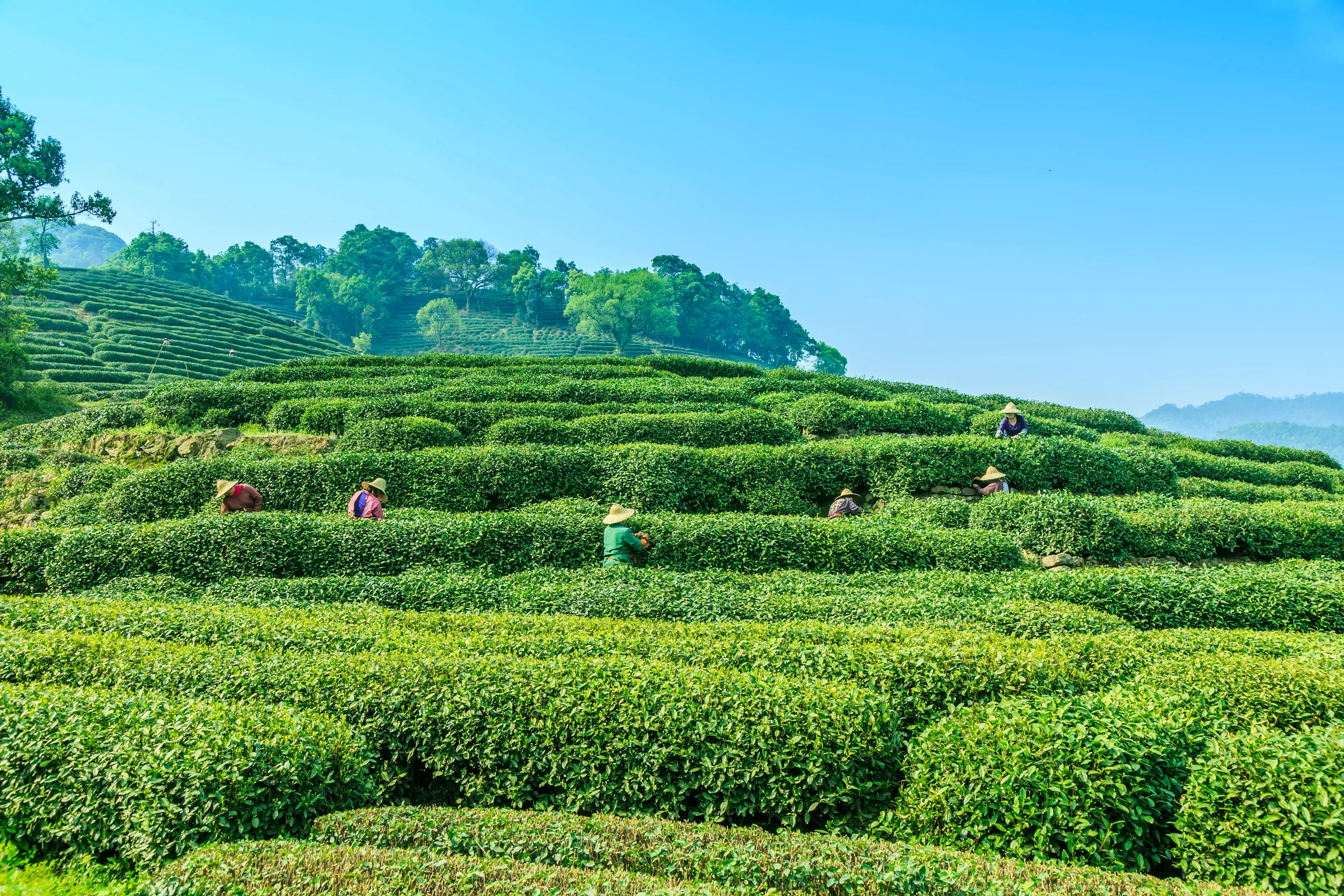 Cushla Tea