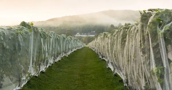 Cellardoor Winery