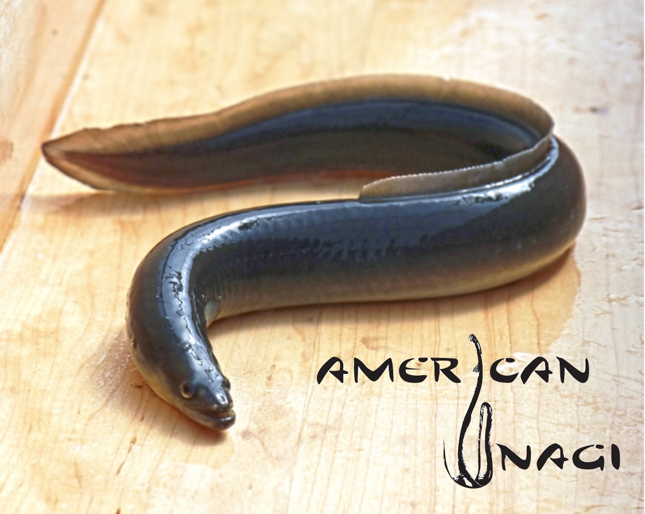 American Unagi — The Maine Field Guide