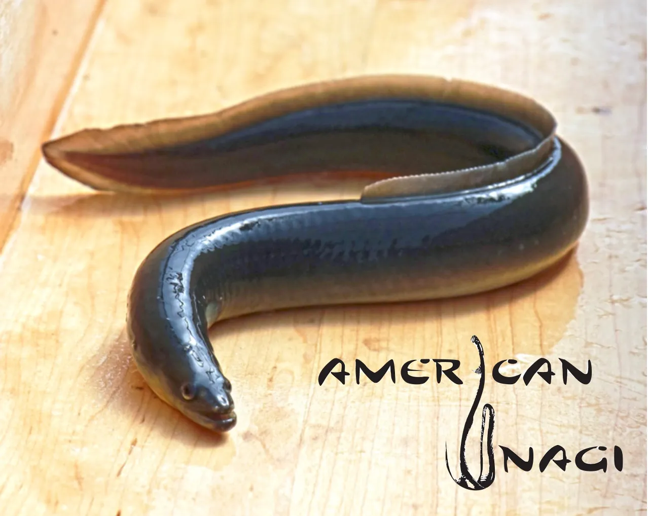 American Unagi — The Maine Field Guide