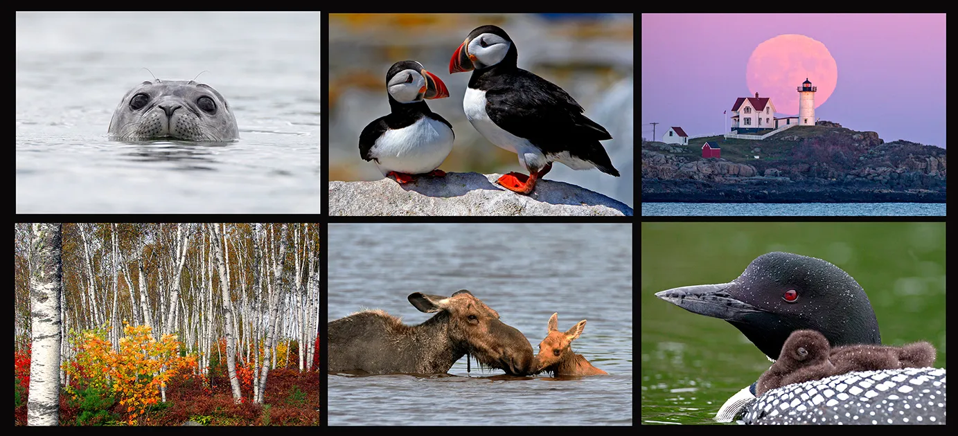 Lori A. Davis, Photographer — The Maine Field Guide