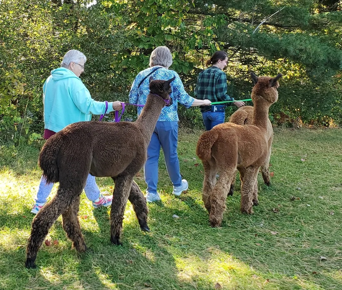 Maine Alpaca Experience