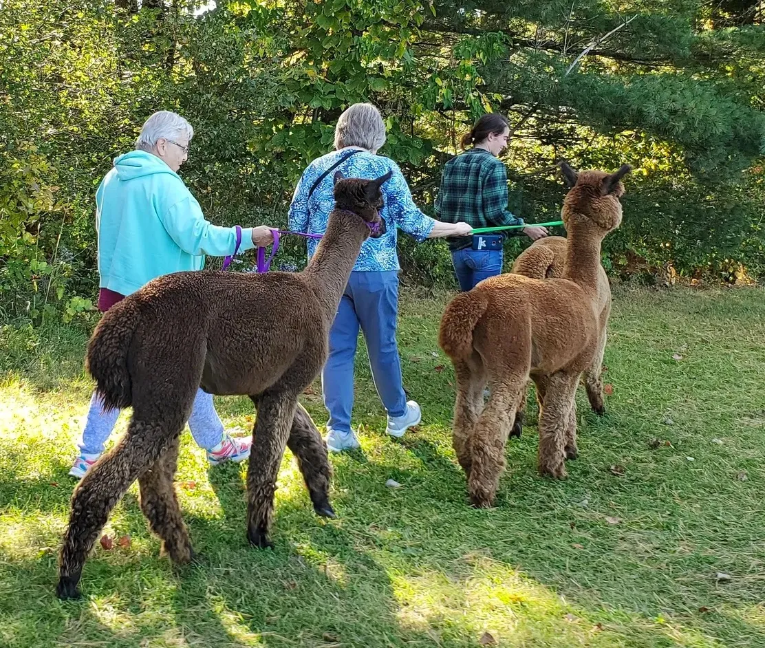 Maine Alpaca Experience — The Maine Field Guide
