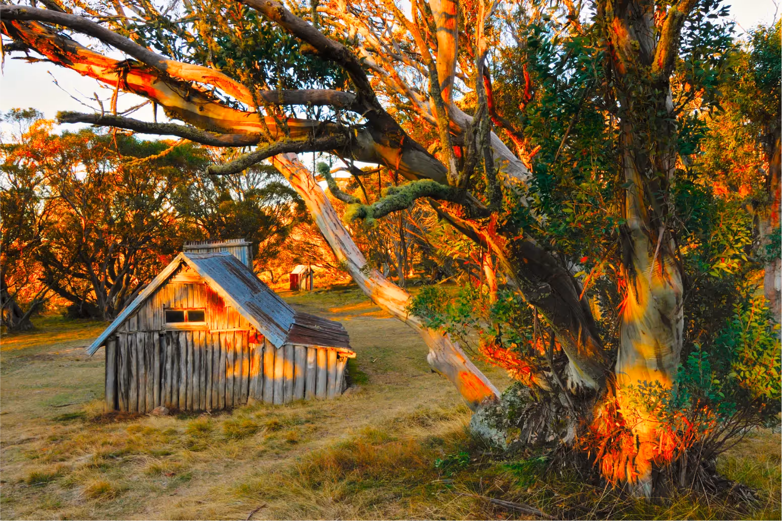 A photo of a small wooden hut and some beautiful trees in the sunset