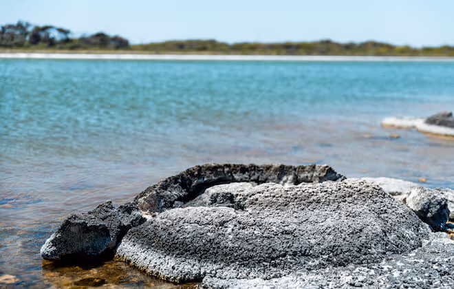 Related to the oldest living fossil