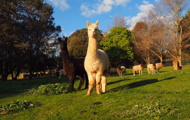 An Award-Winning Australian Family Business