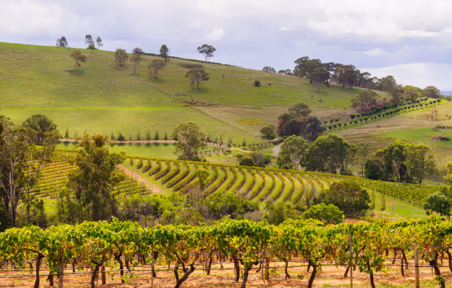 Australia’s oldest wine producing region