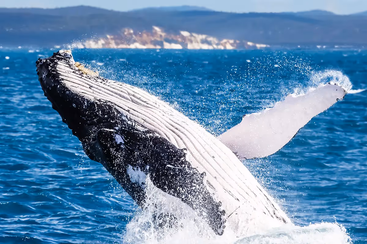 Humpback whale