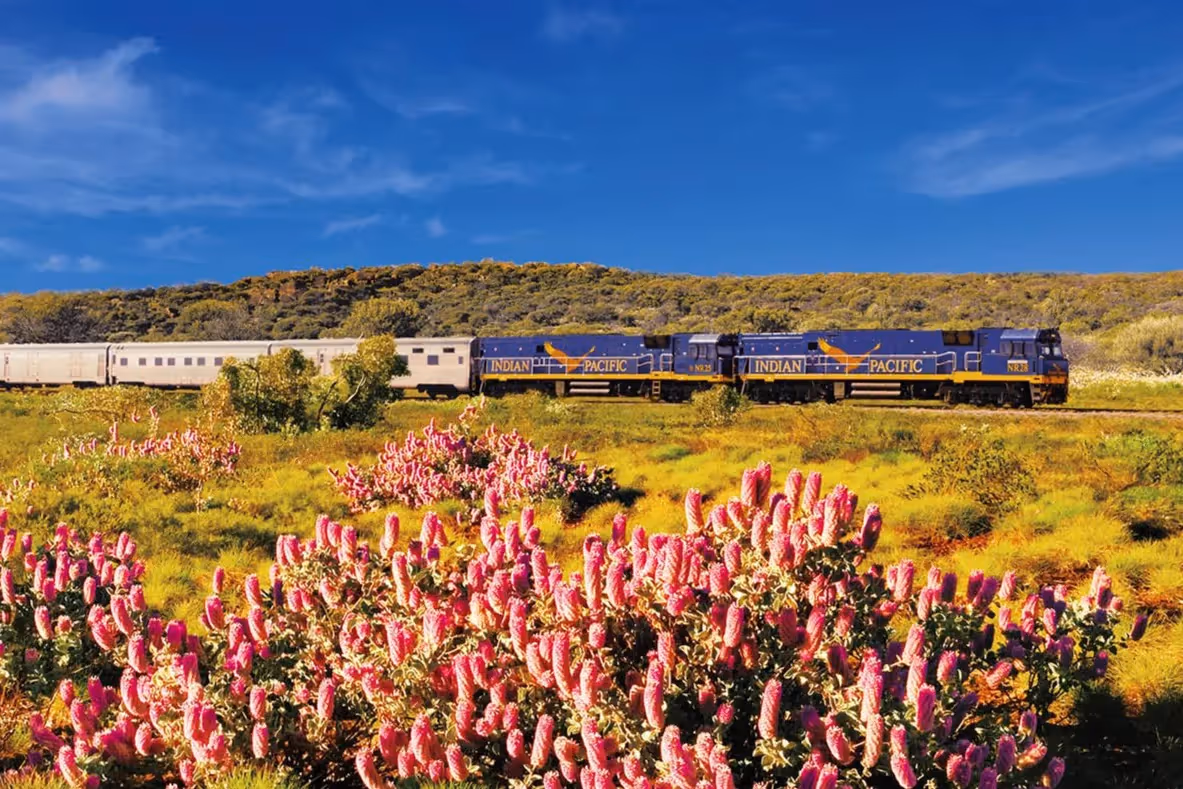 The Indian Pacific train passing through vibrant pink wildflowers in Western Australia.