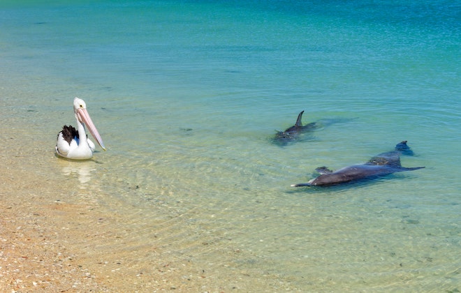 WA’s most famous dolphin-watching destination