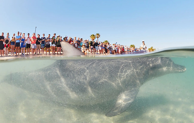WA’s most famous dolphin-watching destination