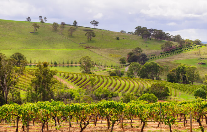Australia’s oldest wine producing region