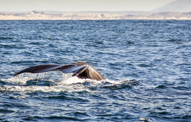 Whale tail splashing in the ocean during a whale watching tour in Port Stephens.