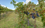 Gooree Park Wines & Stud