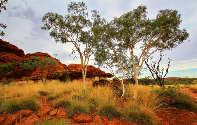 Scenic view of red rock formations, golden grasses, and eucalyptus trees in the Australian outback near Broken Hill.