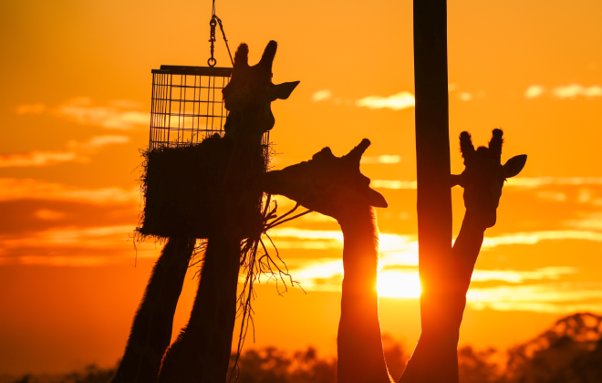 Silhouette of giraffes feeding at sunset at Dubbo’s Taronga Western Plains Zoo, creating a striking scene against the orange sky.