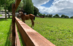 Upper Hunter Horse Stud Tours