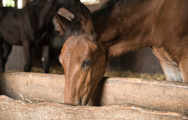 A young horse eating from a wooden trough at Upper Hunter Horse Stud Tours.