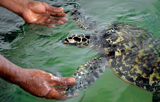 Meet Dolphins, Penguins, Turtles, Seals and More!