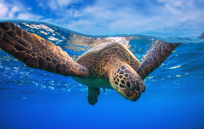 Sea turtle swimming gracefully underwater at Coffs Coast Wildlife Sanctuary.