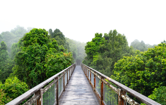 Perched Above the Rainforest Canopy