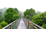 Dorrigo Skywalk