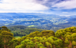 Illawarra Fly