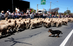 Boorowa Irish Woolfest