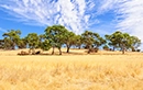 Clare Valley
