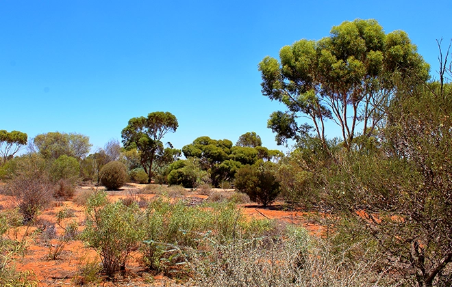 Explore the heart of the Flinders Ranges