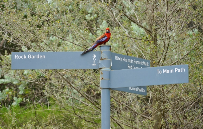 A red bird perched on the signage inside the Australian National Botanic Gardens.