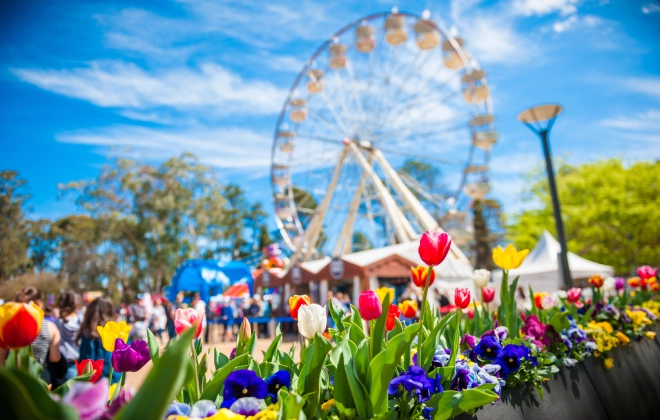 Stroll around vibrant blooms beside Lake Burley Griffin
