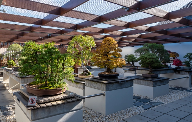 Rows of colourful bonsai trees in the National Bonsai and Penjing Collection at the National Arboretum Canberra.