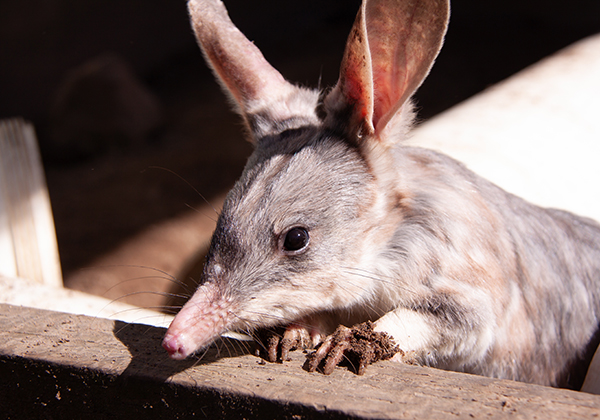 Meet Australia’s endangered icon