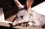 Bilby Encounter Barcaldine