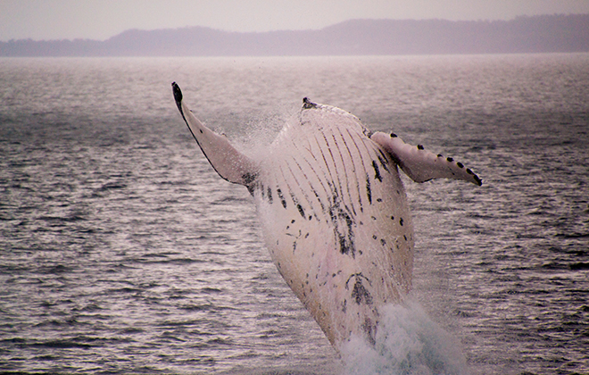 Where humpbacks come to play