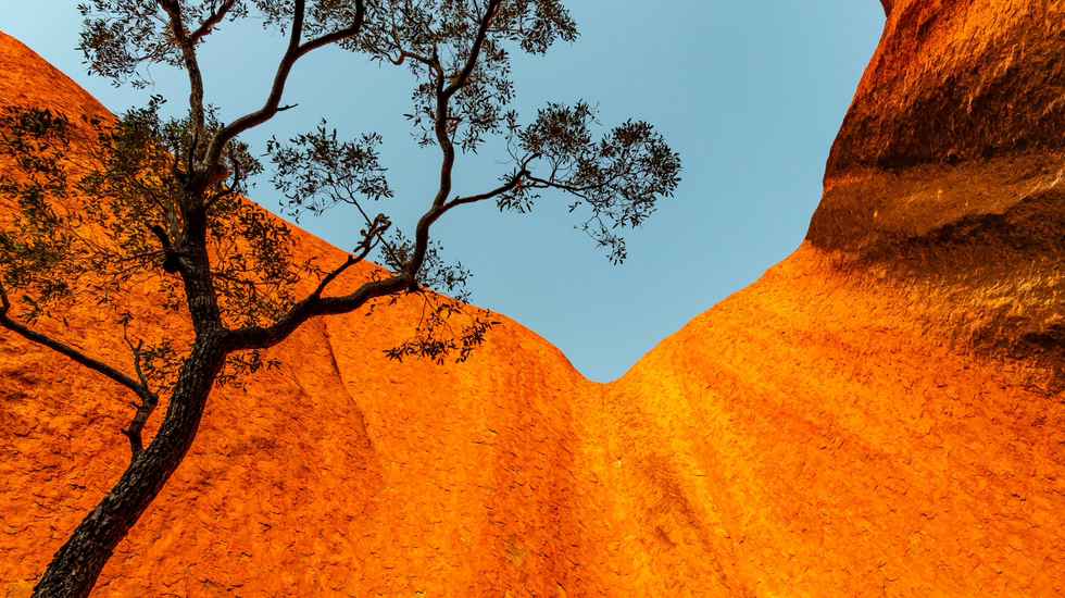 Tree silhouette framed by vibrant orange rock walls at Uluru against a clear blue sky.