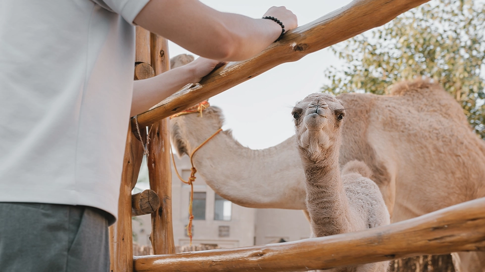 Person interacting with a camel at QCamel Farm on the Sunshine Coast, Queensland.