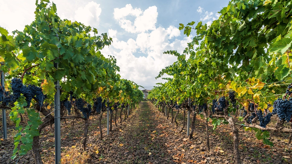 Rows of grapevines at Moffatdale Ridge Winery in the South Burnett wine region of Queensland.