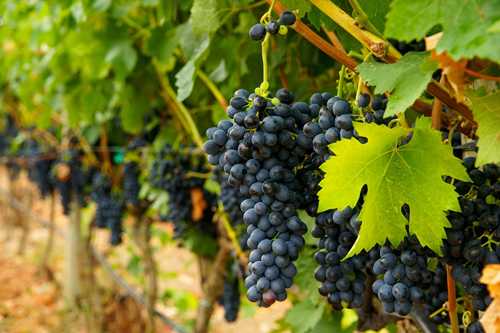 Close-up of ripe grapes growing on vines at Moffatdale Ridge Winery in Queensland’s South Burnett wine region.