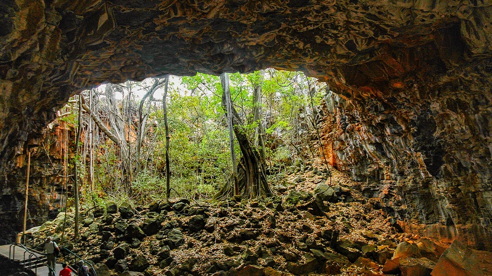 View inside the Undara Lava Tubes in Queensland, showing the large volcanic cave opening and surrounding forest.