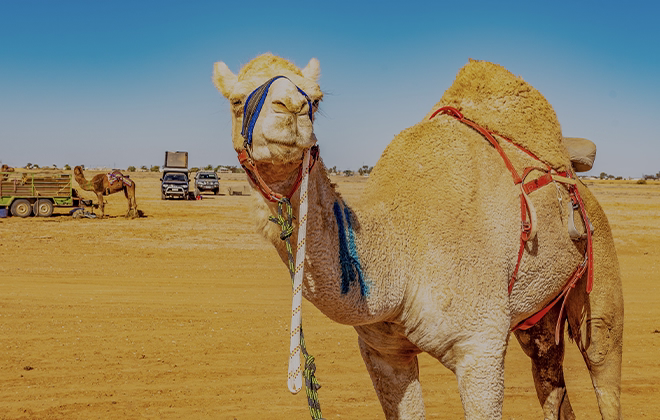 A camel standing in the arid outback landscape of Marree, South Australia, with vehicles and other camels in the background.