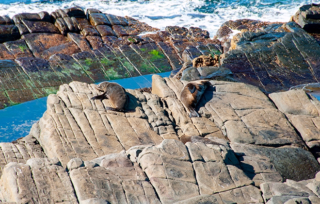 Kangaroo Island’s unforgettable wildlife encounter
