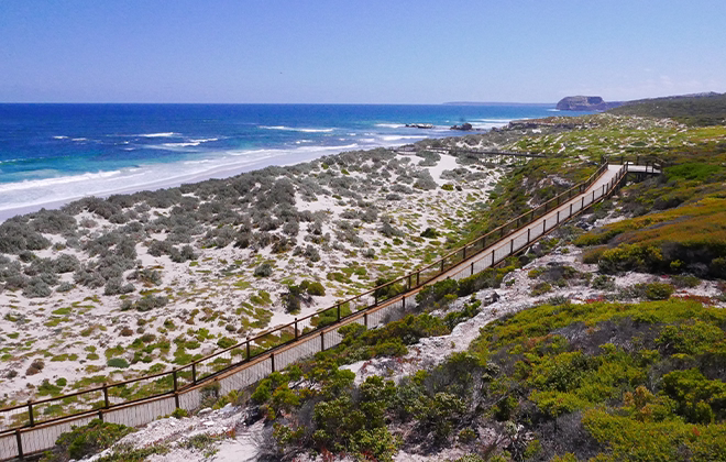 Seal Bay boardwalk overlooking sea lion colony Kangaroo Island