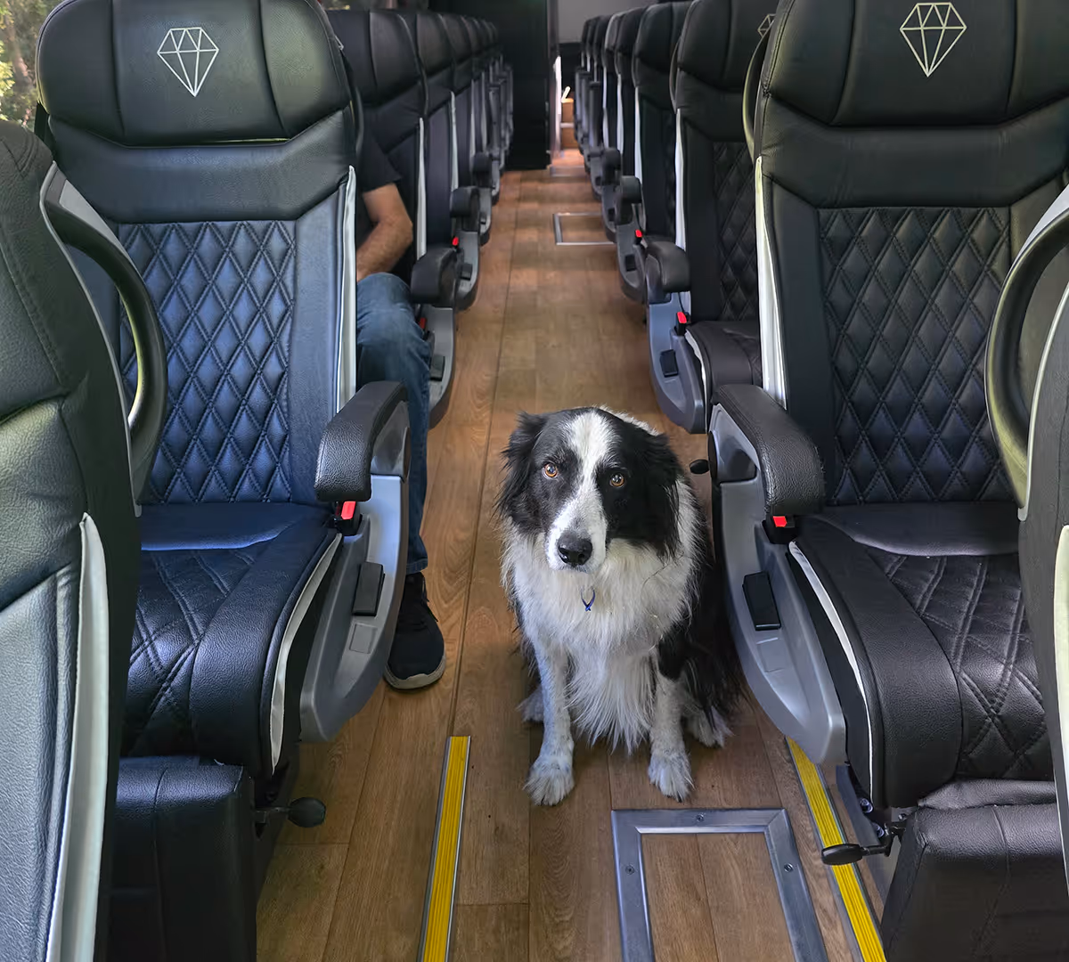 Accredited service dog sitting in the aisle of a Diamond Class coach