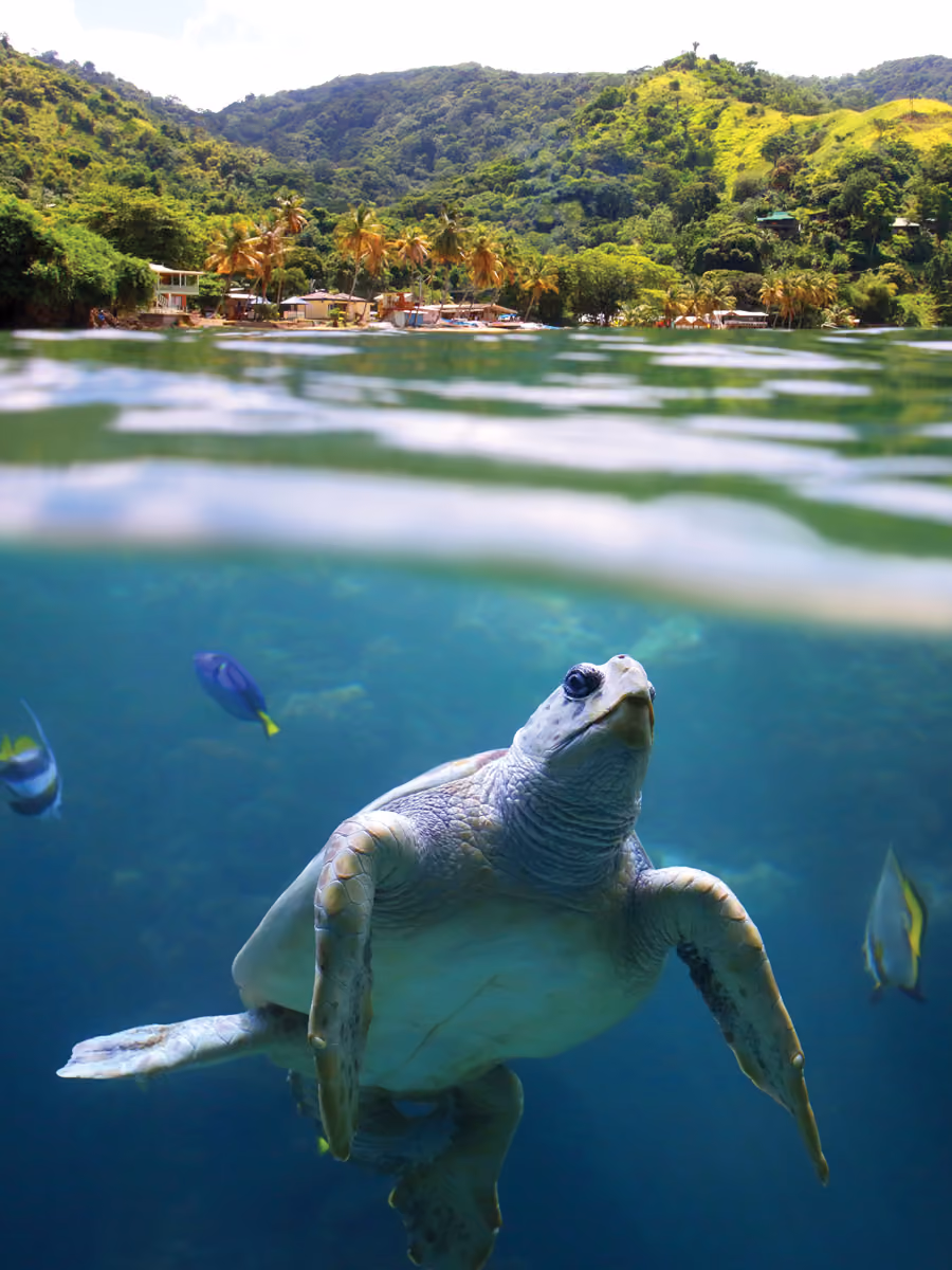 Turtle in Trinidad and Tobago