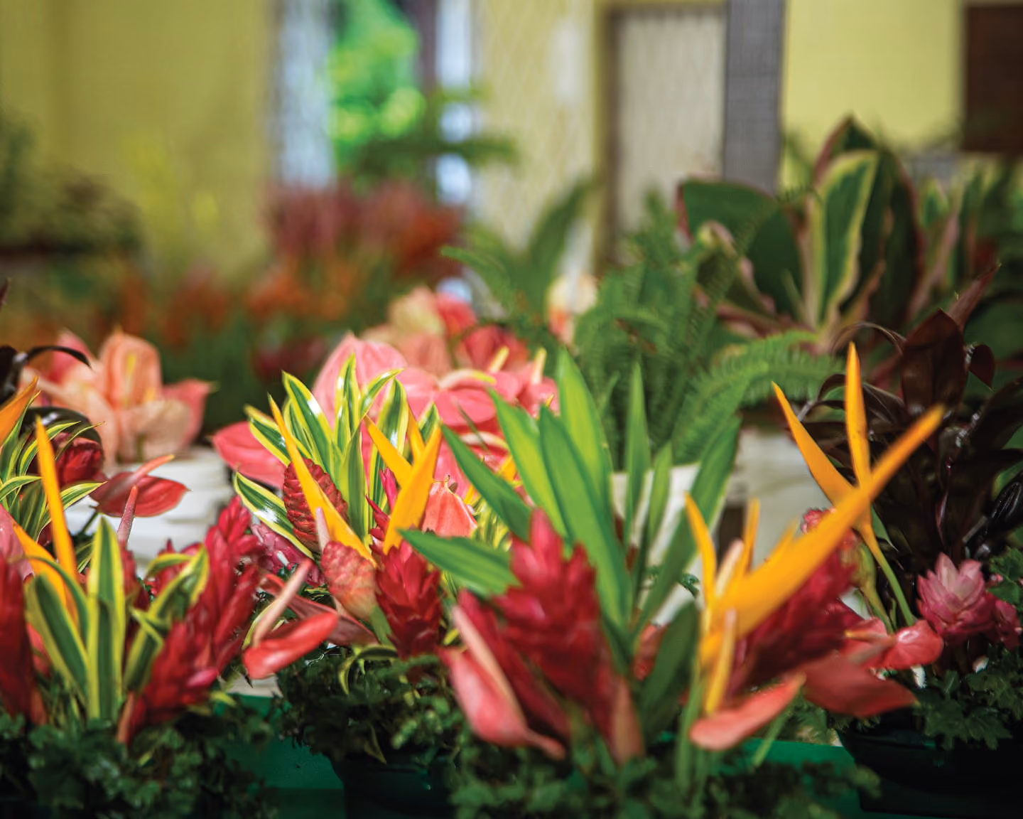 Horticultural Society of T&T Photo: Chris Anderson