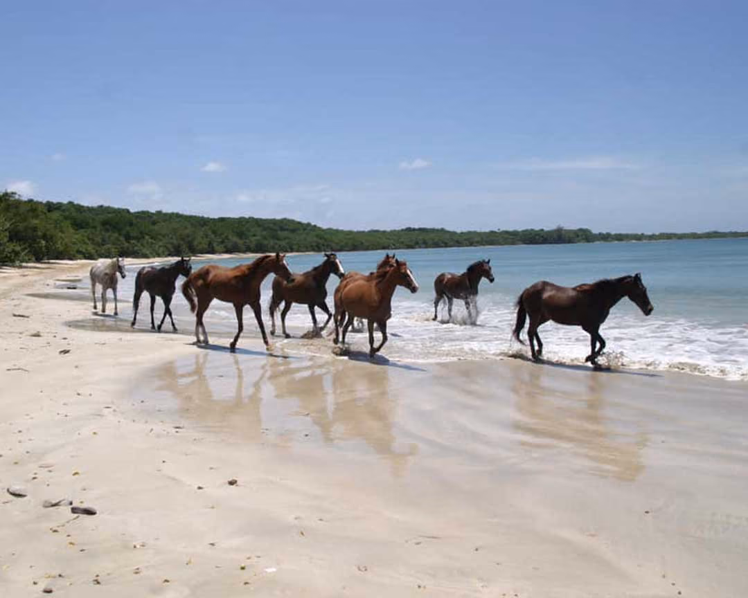 Healing with Horses
